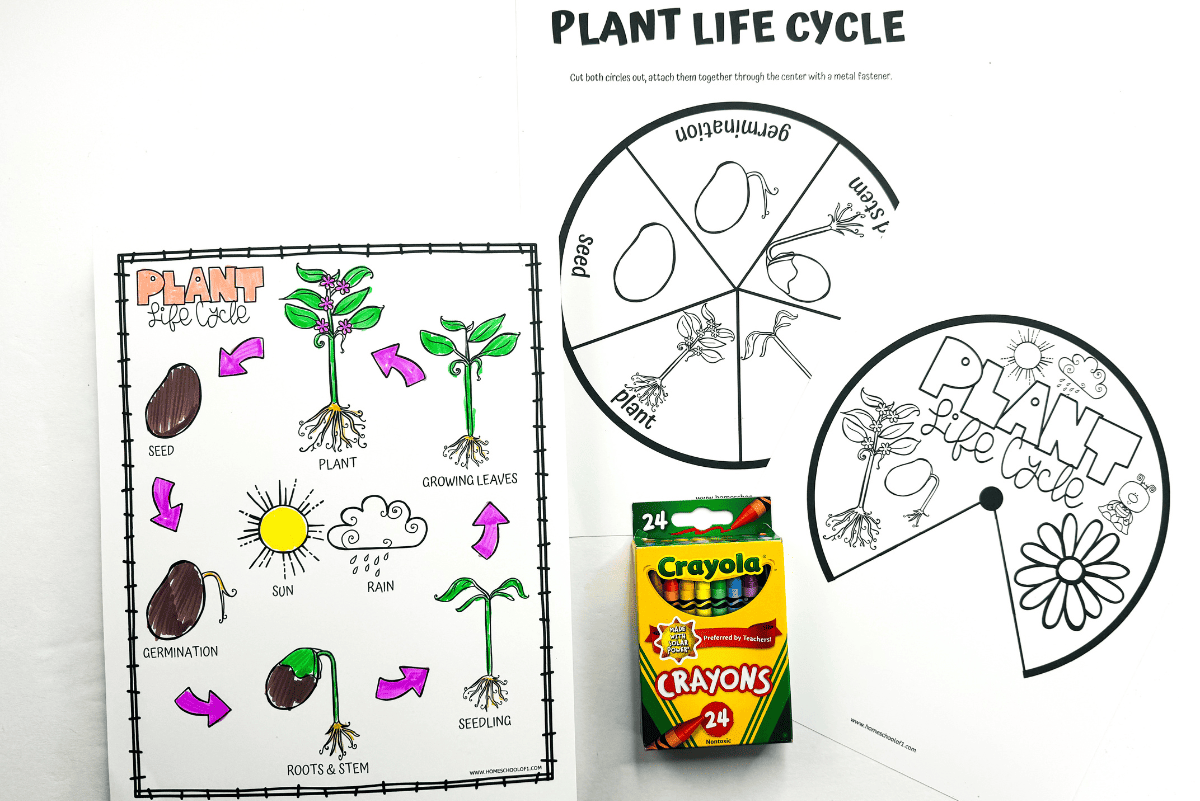 22 Free Plant Worksheets For Kids