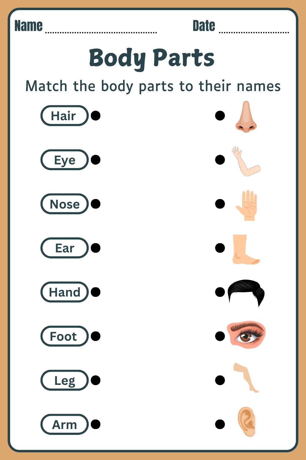 7 Body Parts Worksheets Free Printables Englishan