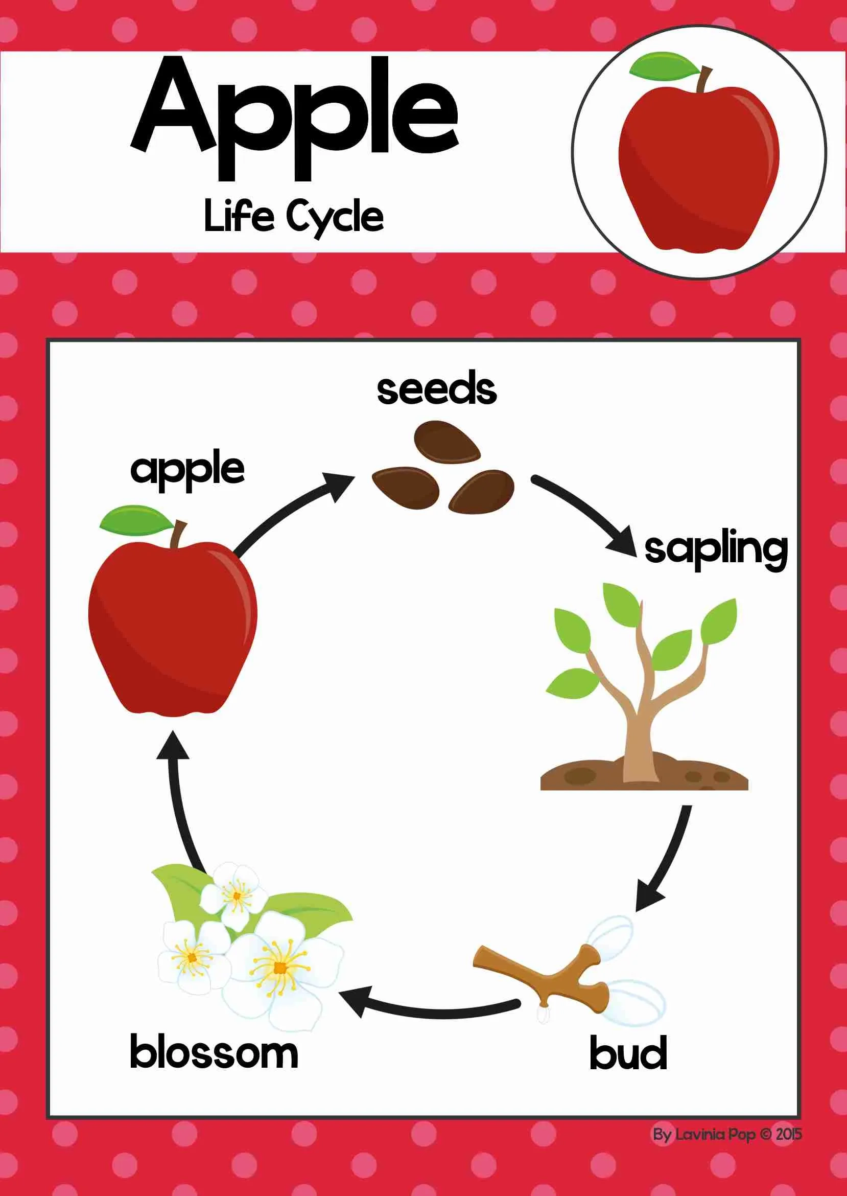 Apple Life Cycle