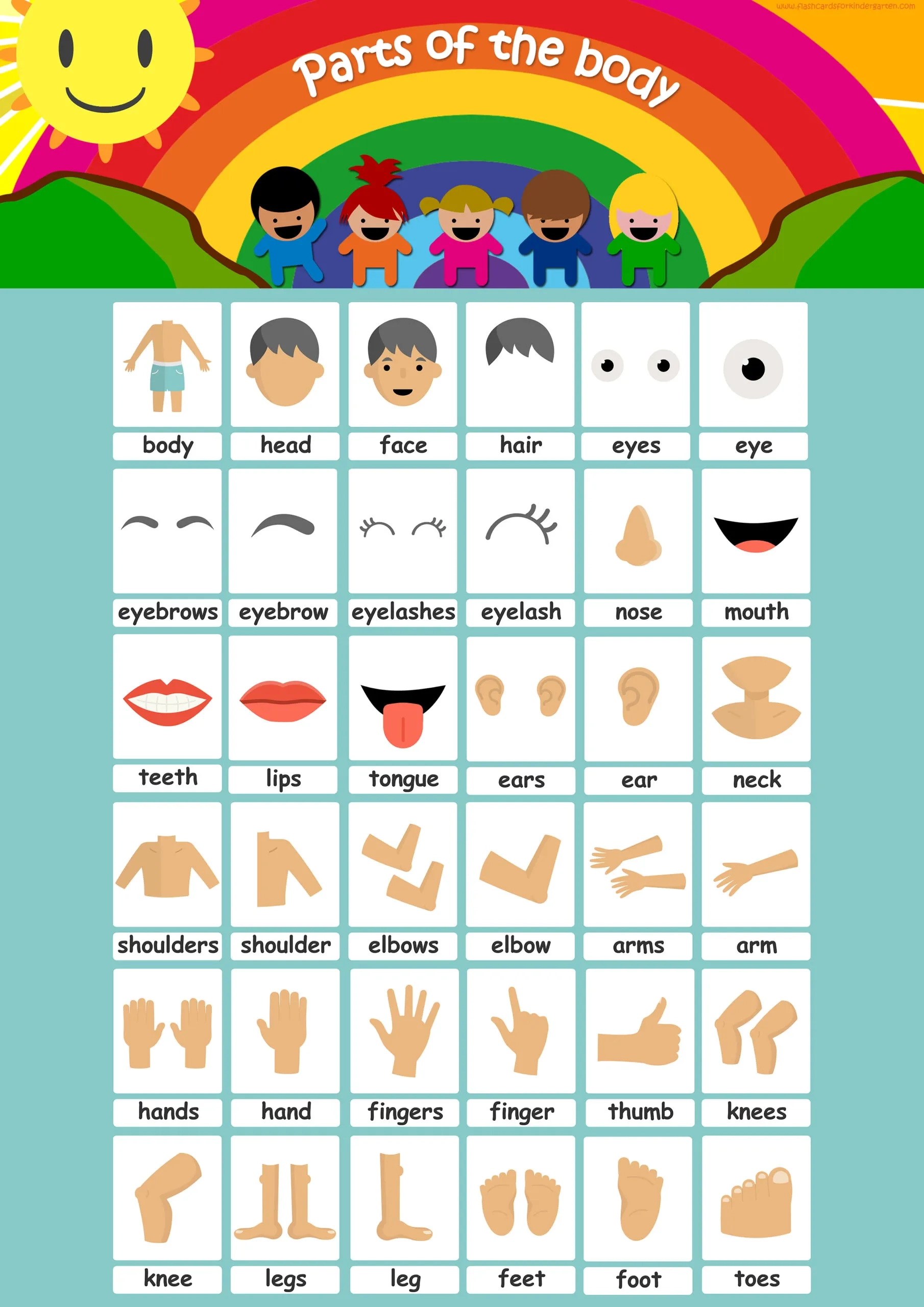 Body Parts Flashcards Pdf