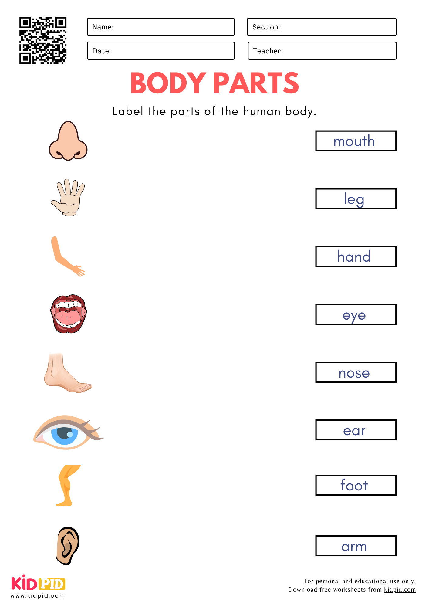Body Parts Worksheet For Kindergarten Kidpid Body Parts Worksheet For Kindergarten Kidpid