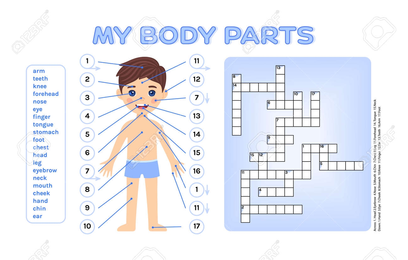 Crossword Puzzle For Children My Body Parts Cute Boy And Intelligent Game For Kids Learn And Write Words Page From Workbook For Printing Flat Cartoon Style White Background Vector Illustration Royalty Free Crossword Puzzle For Children My Body Parts Cute Boy And Intelligent Game For Kids Learn And Write Words Page From Workbook For Printing Flat Cartoon Style White Background Vector Illustration Royalty Free