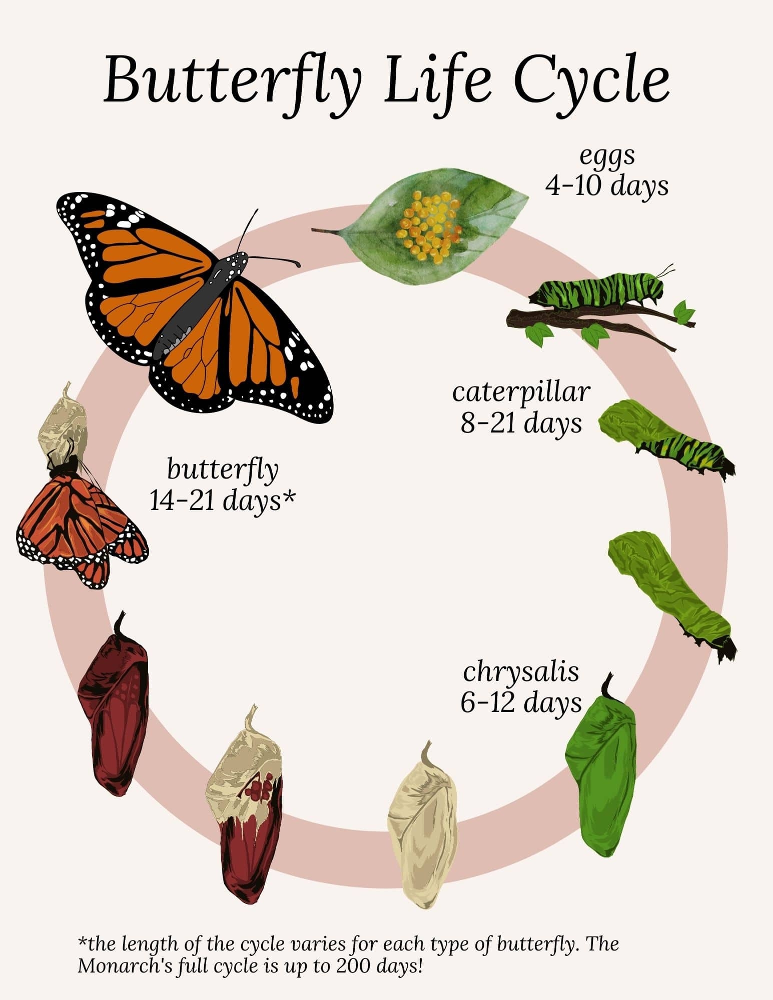 Explore The Butterfly Life Cycle With A Free Coloring Page Explore The Butterfly Life Cycle With A Free Coloring Page
