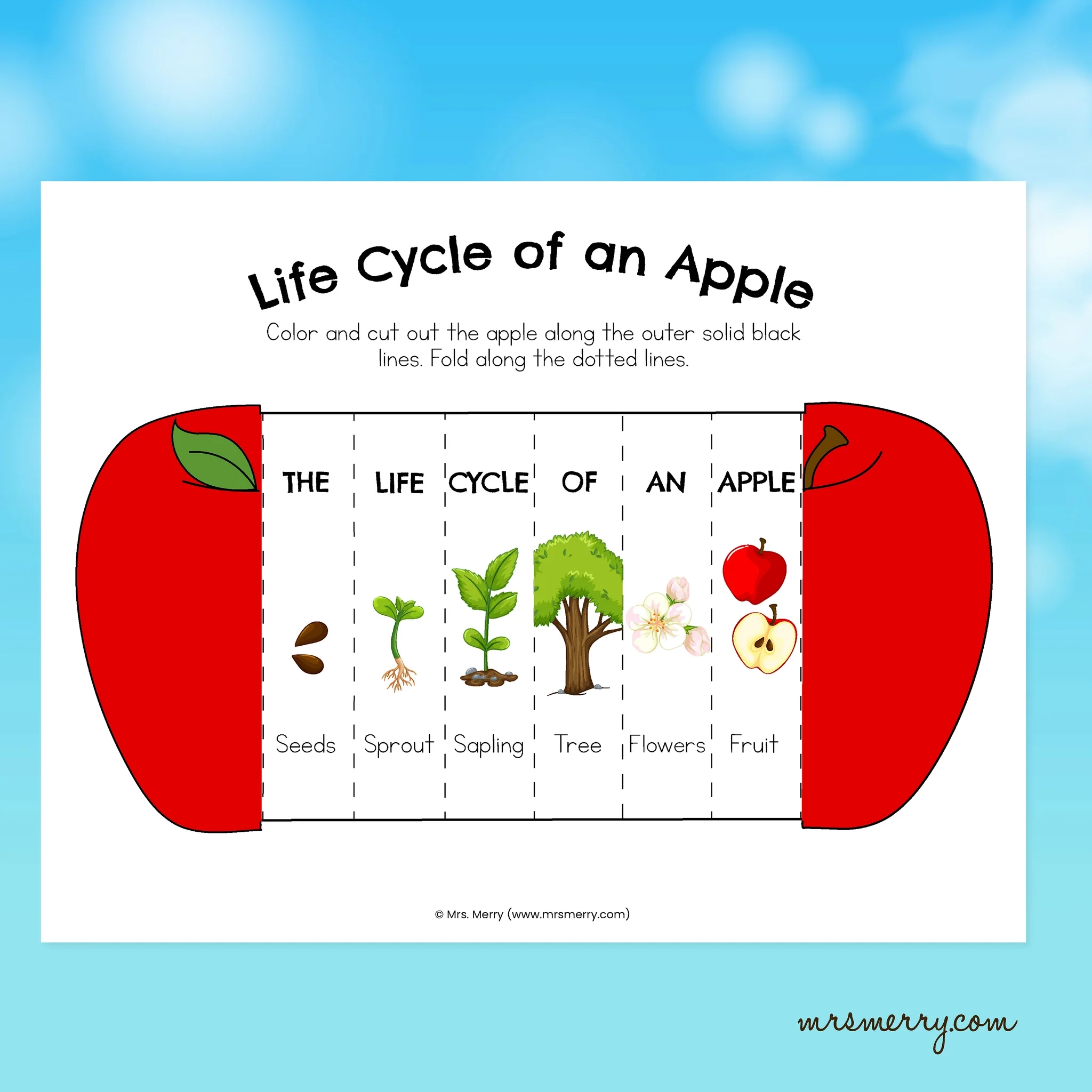 Foldable Apple Life Cycle Printable Activity Mrs Merry