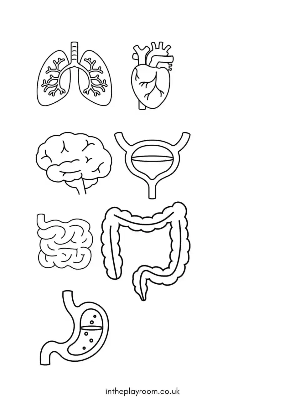 Free Human Body Printables For Kids In The Playroom Free Human Body Printables For Kids In The Playroom
