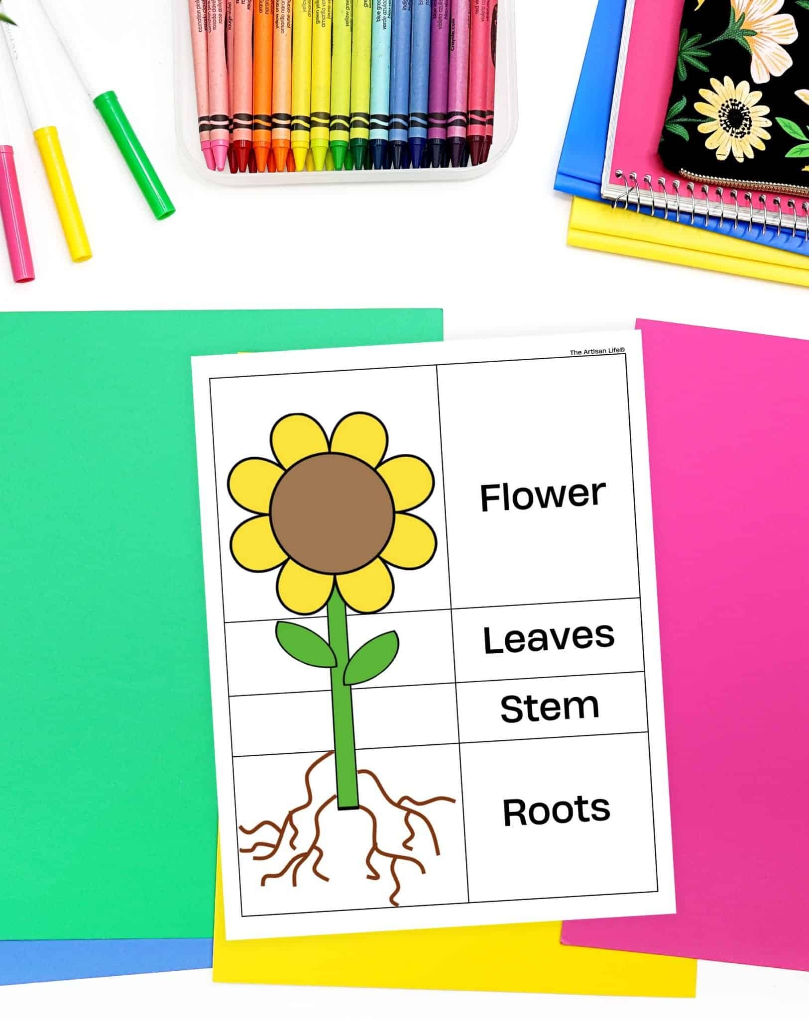 Free Parts Of A Flower Printables The Artisan Life Free Parts Of A Flower Printables The Artisan Life