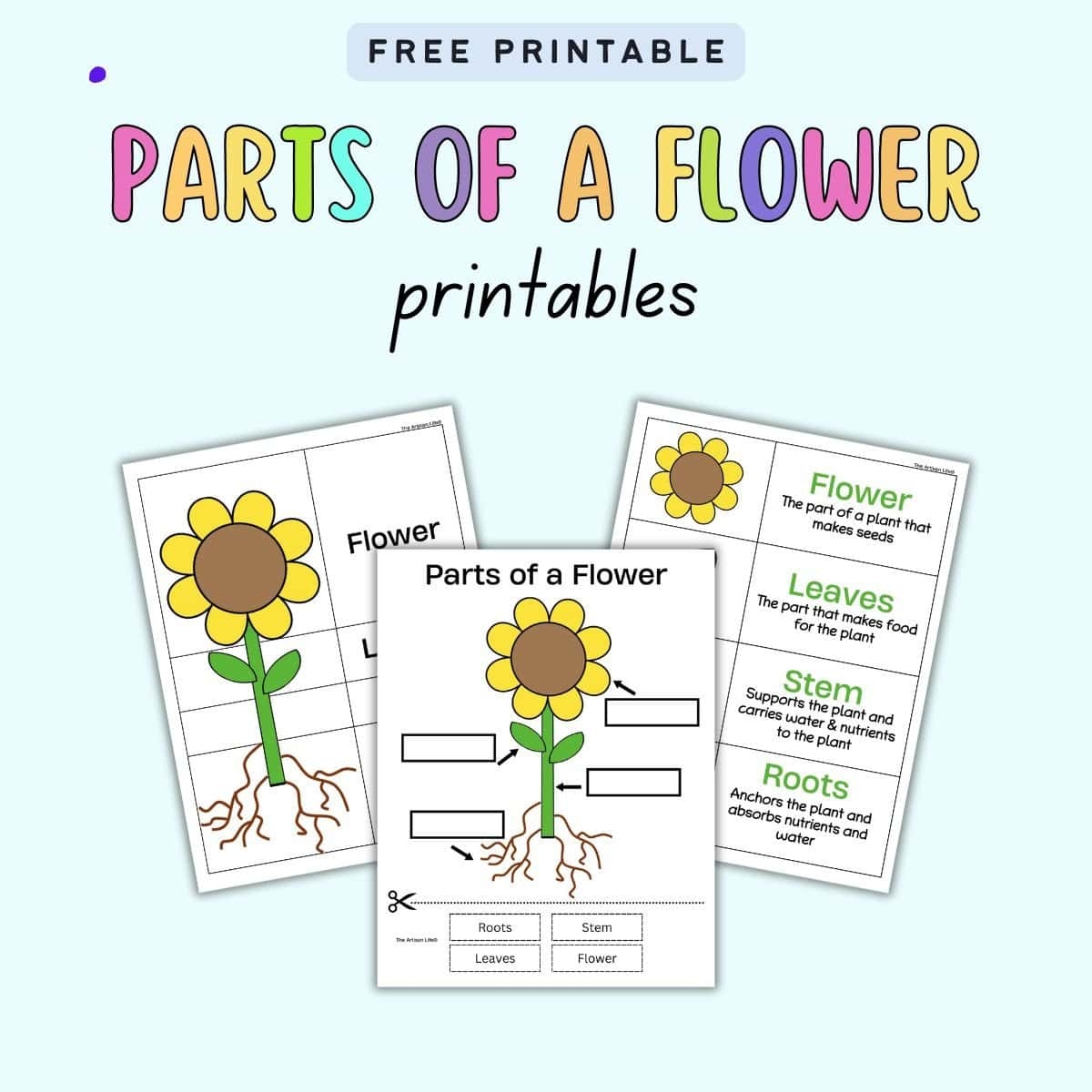 Free Parts Of A Flower Printables The Artisan Life