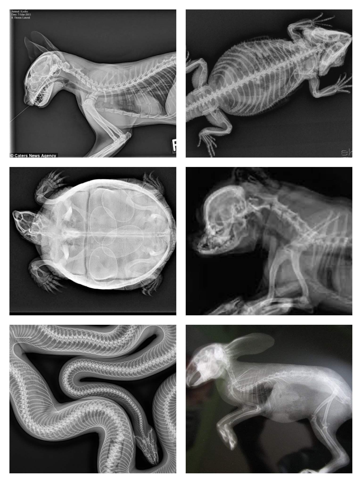 Free Printable Animal Xrays