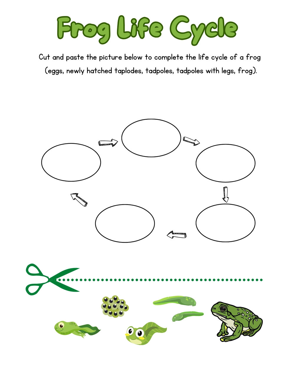 Frog Life Cycle PreK 3 Fox Run Environmental Education Center Frog Life Cycle PreK 3 Fox Run Environmental Education Center
