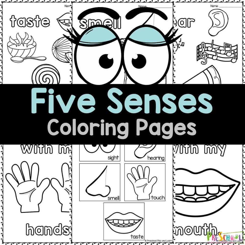From Sight To Taste Playful Five Senses Coloring Printables