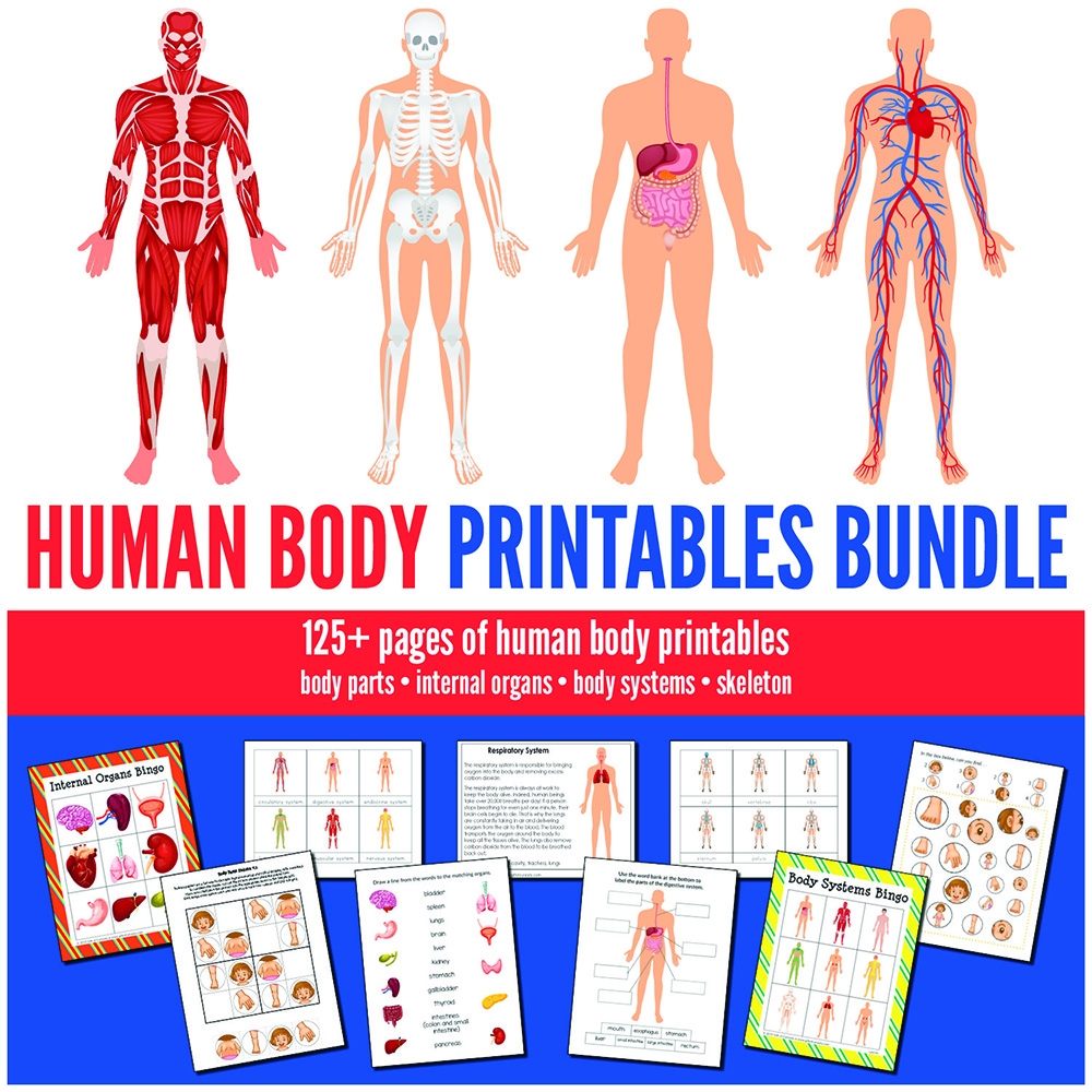 Human Body Printables Bundle Gift Of Curiosity Human Body Printables Bundle Gift Of Curiosity