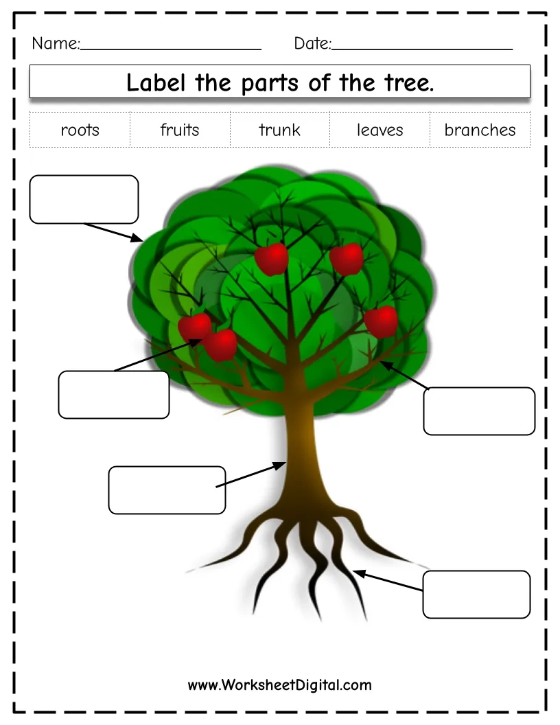Label The Parts Of A Tree Worksheet Digital 1 Teacher Made Resources