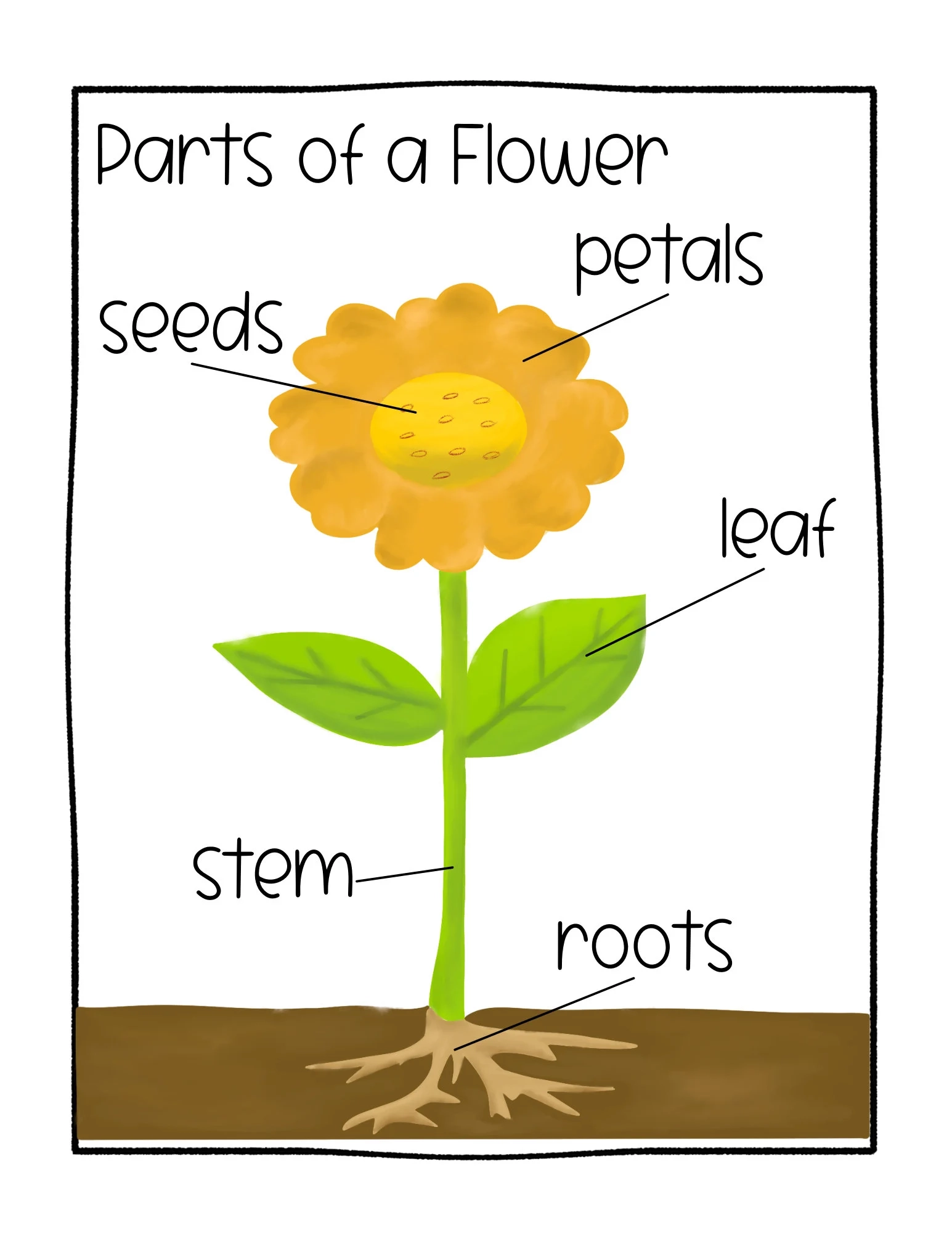 Parts Of A Flower Preschool Curriculum Preschool Printable Educational Posters Preschool Learning Learning About Plants Montessori Etsy Finland Parts Of A Flower Preschool Curriculum Preschool Printable Educational Posters Preschool Learning Learning About Plants Montessori Etsy Finland