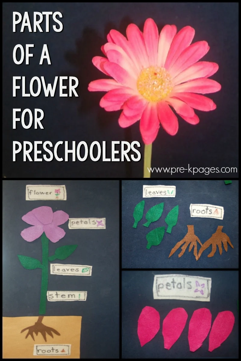 Parts Of A Flower Science Activity For Preschoolers Pre K Pages Parts Of A Flower Science Activity For Preschoolers Pre K Pages