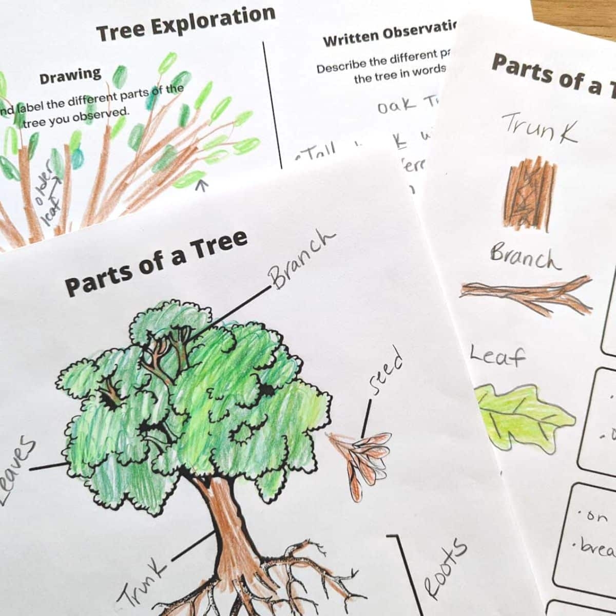 Parts Of A Tree Worksheets Nature Inspired Learning Parts Of A Tree Worksheets Nature Inspired Learning