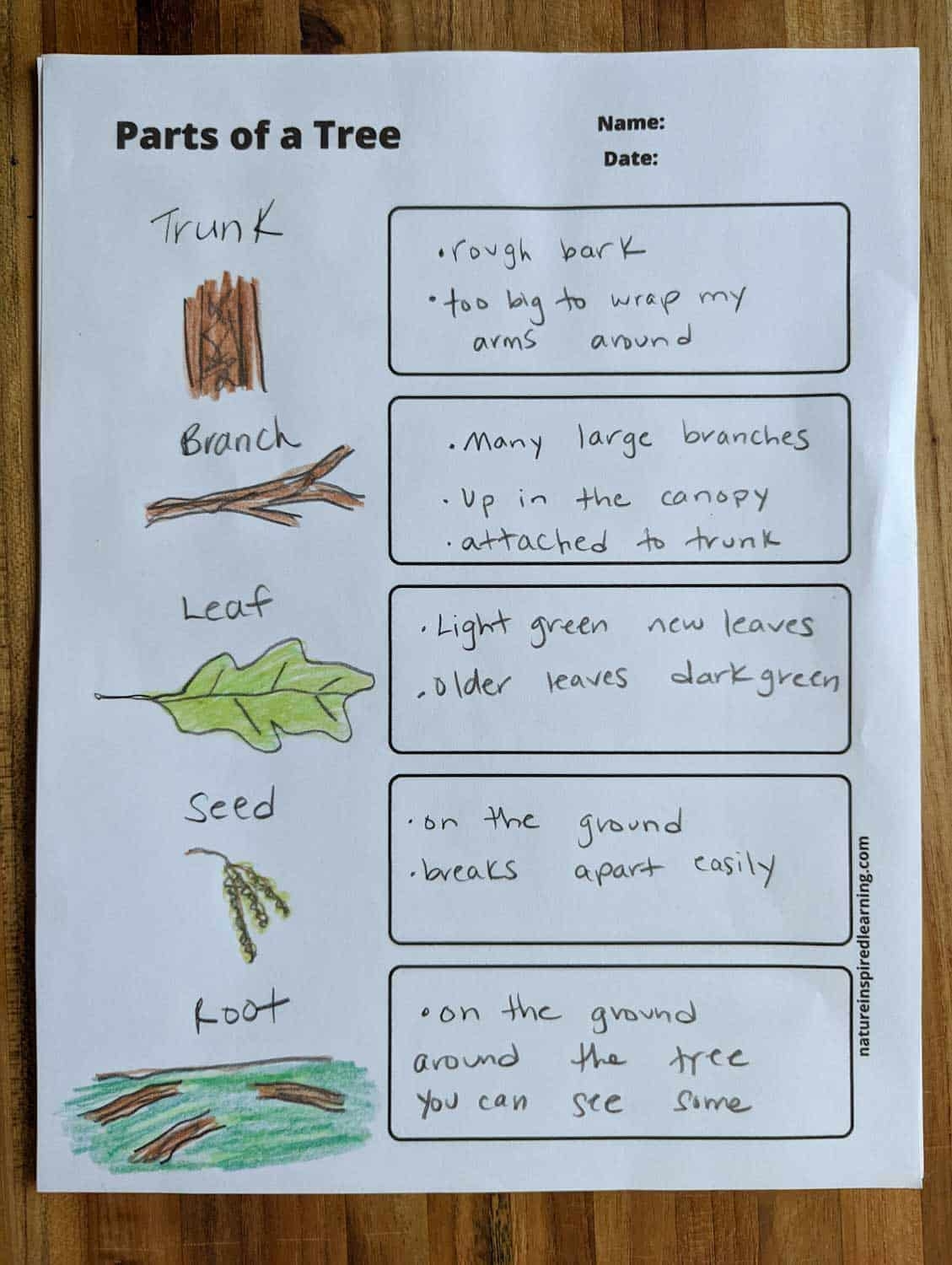 Parts Of A Tree Worksheets Nature Inspired Learning Parts Of A Tree Worksheets Nature Inspired Learning