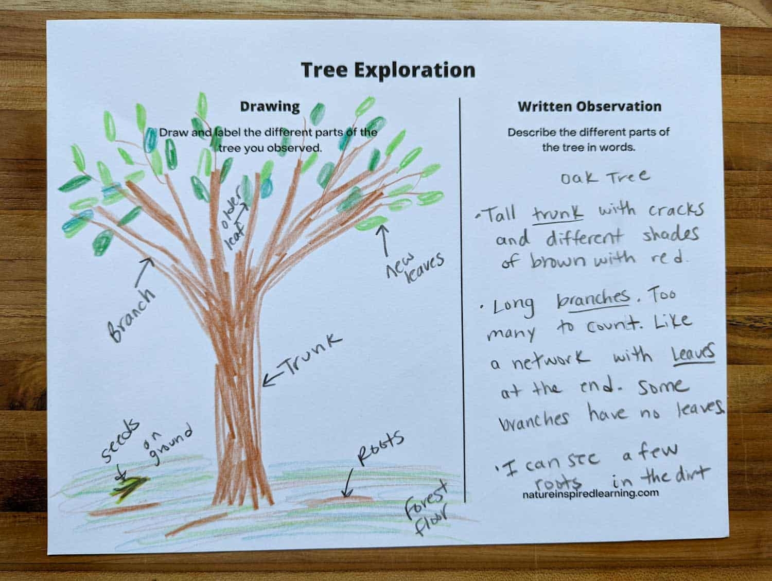 Parts Of A Tree Worksheets Nature Inspired Learning Parts Of A Tree Worksheets Nature Inspired Learning