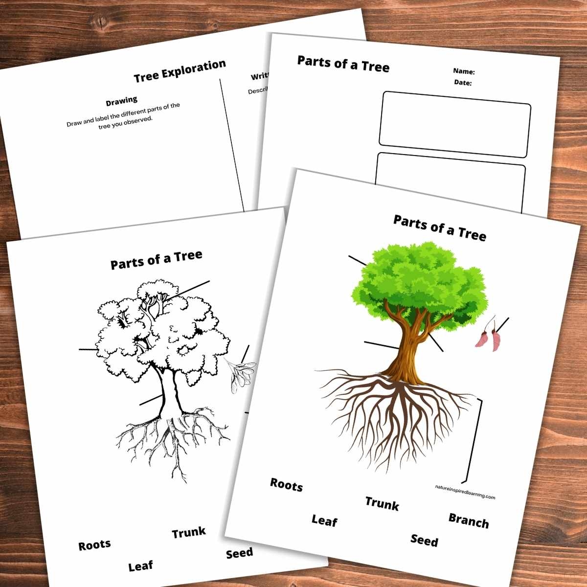 Parts Of A Tree Worksheets Nature Inspired Learning