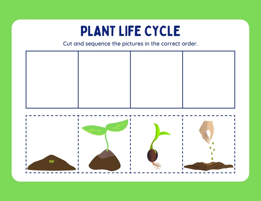 Plant Life Cycle Cut And Paste Worksheet Etsy
