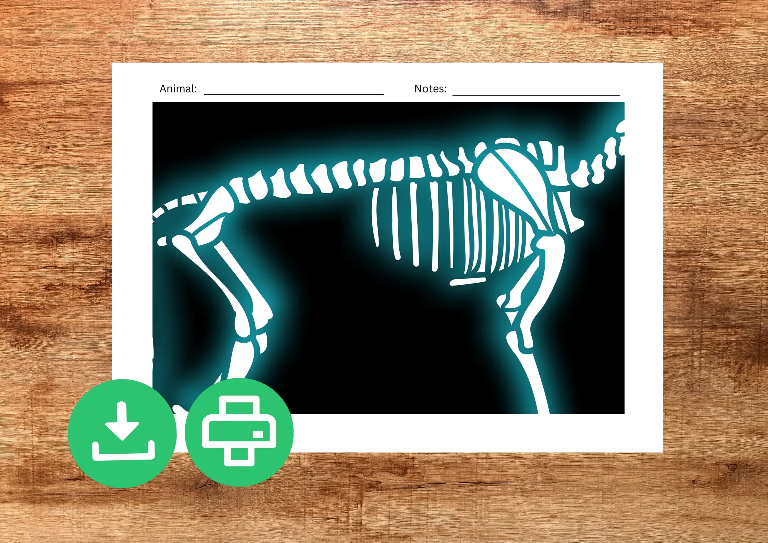 Printable Animal X rays For Kids Pretend Play Kids X ray Activity For Vets Role Play Print At Home Vets Play Kit Etsy