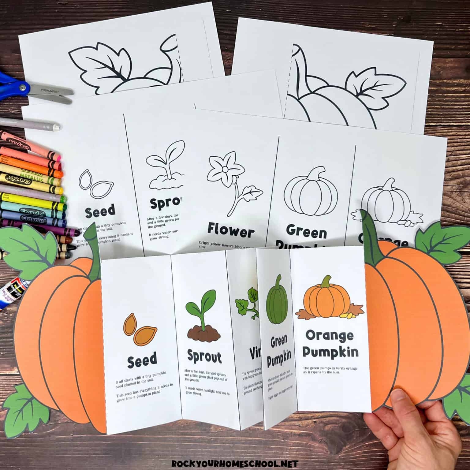 Pumpkin Life Cycle Activity For A Fun Science Foldable Free Rock Your Homeschool