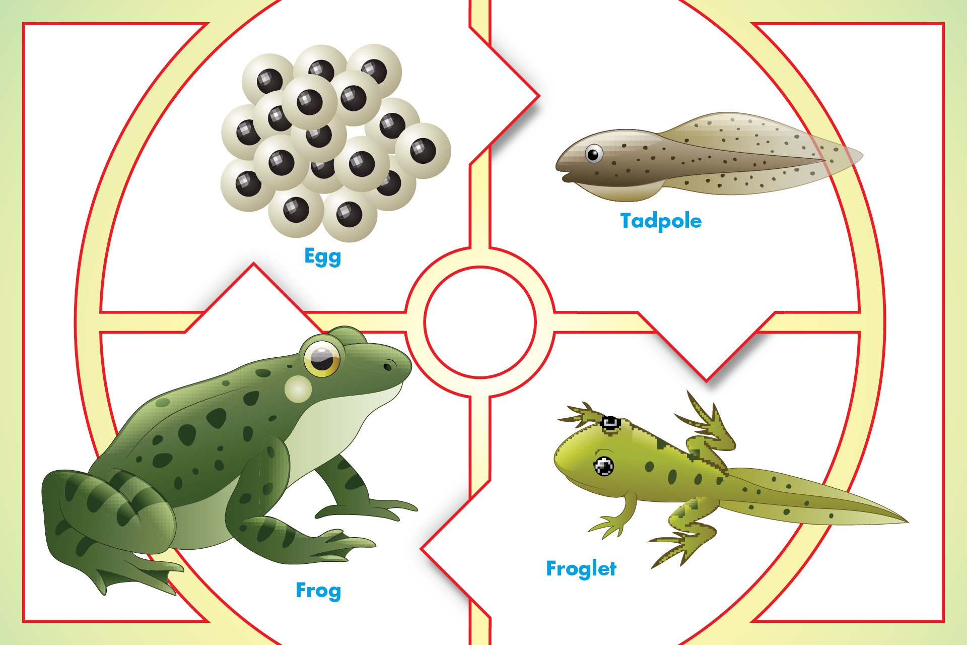 TIME For Kids Lifecycle Of A Frog K 1